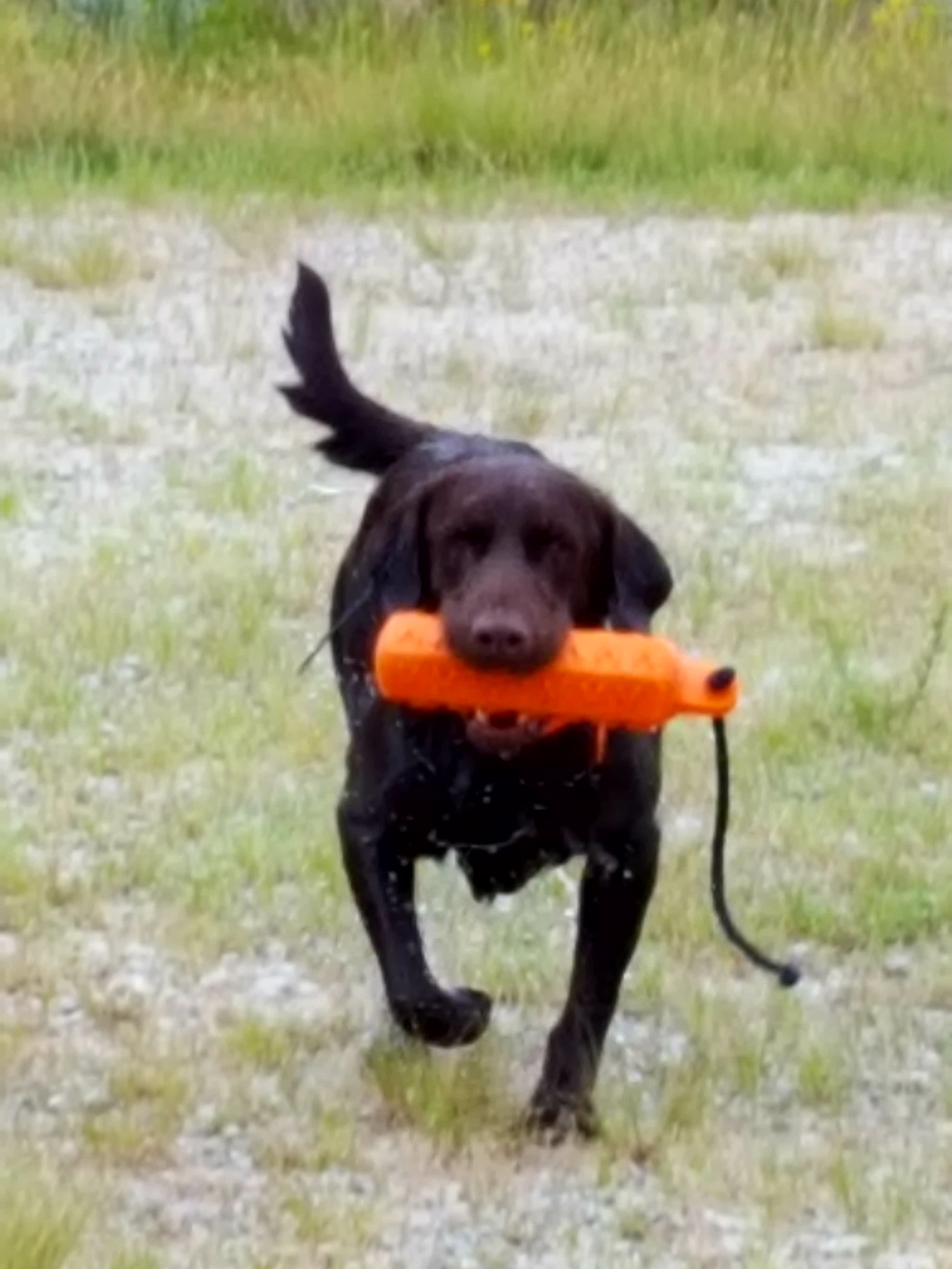 Silverbrook's Bold Luck Kuper MH | Chocolate Labrador Retriver