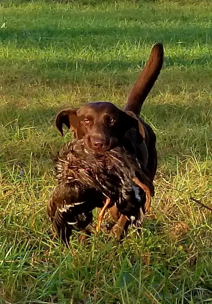 Silverbrook's Skies Of Echowood MH | Chocolate Labrador Retriver