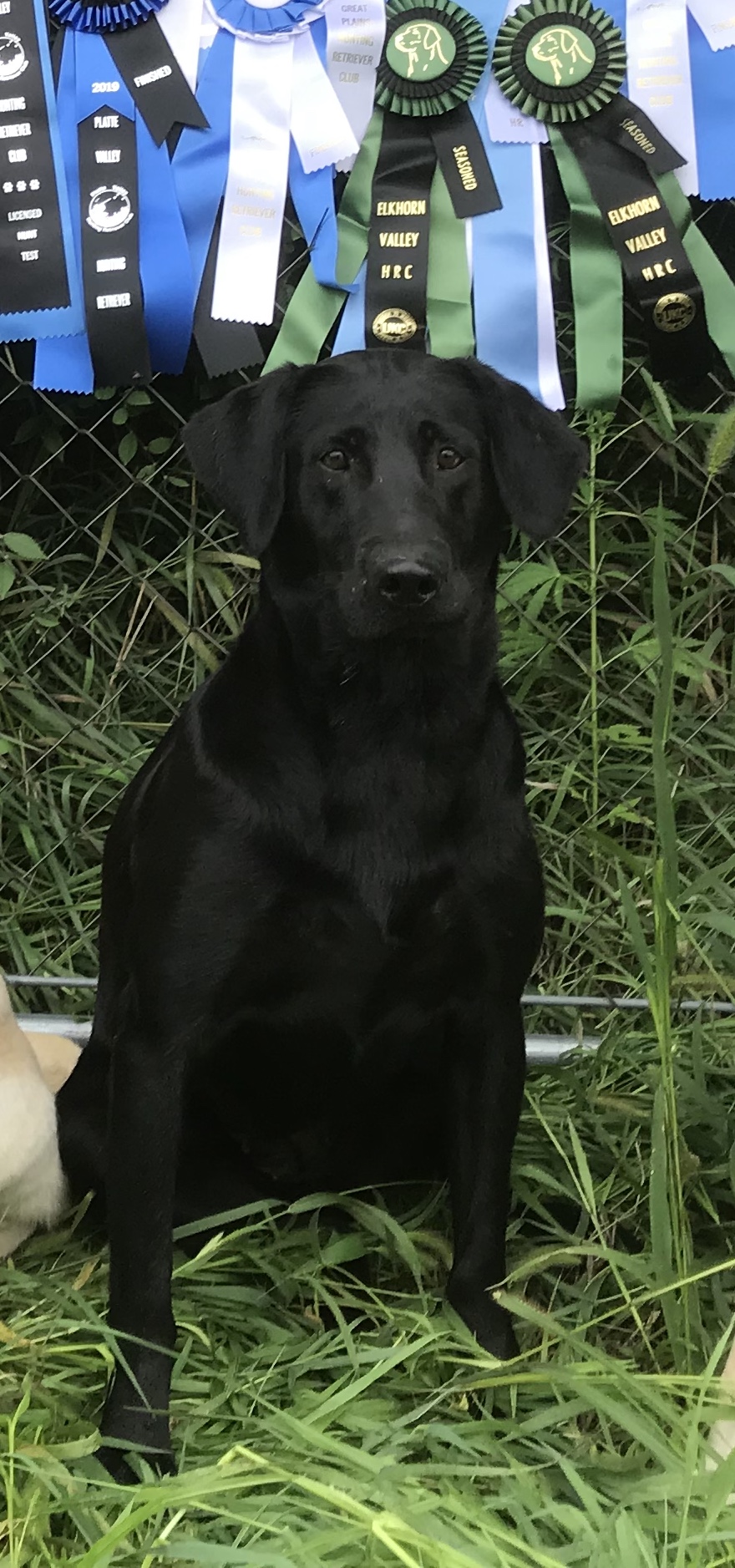 HRCH Platte Valleys Pipin Hot Peppr | Black Labrador Retriver