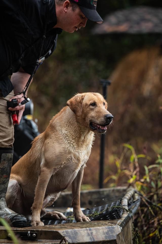 HRCH Cashin' It All In For Fin MH | Yellow Labrador Retriver