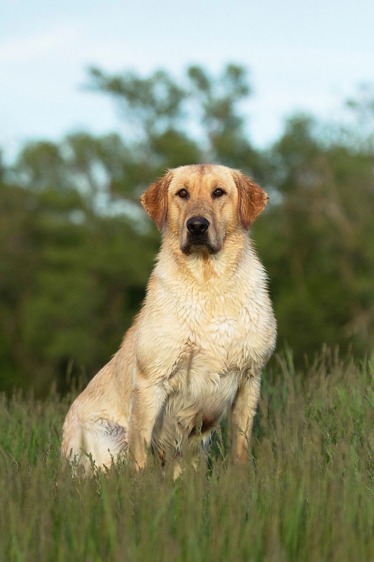 HRCH Cashin' It All In For Fin MH | Yellow Labrador Retriver