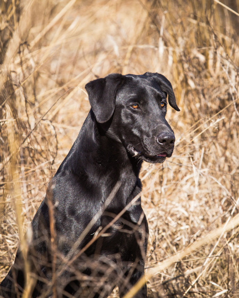 HRCH UH Cahokia Creeks Pull My Trigger MH | Black Labrador Retriver