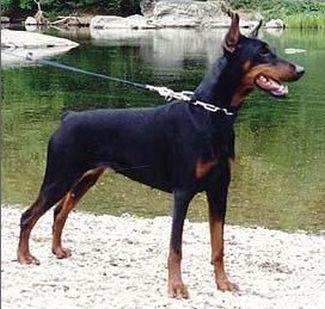 Sibe v. Beukenhage | Black Doberman Pinscher