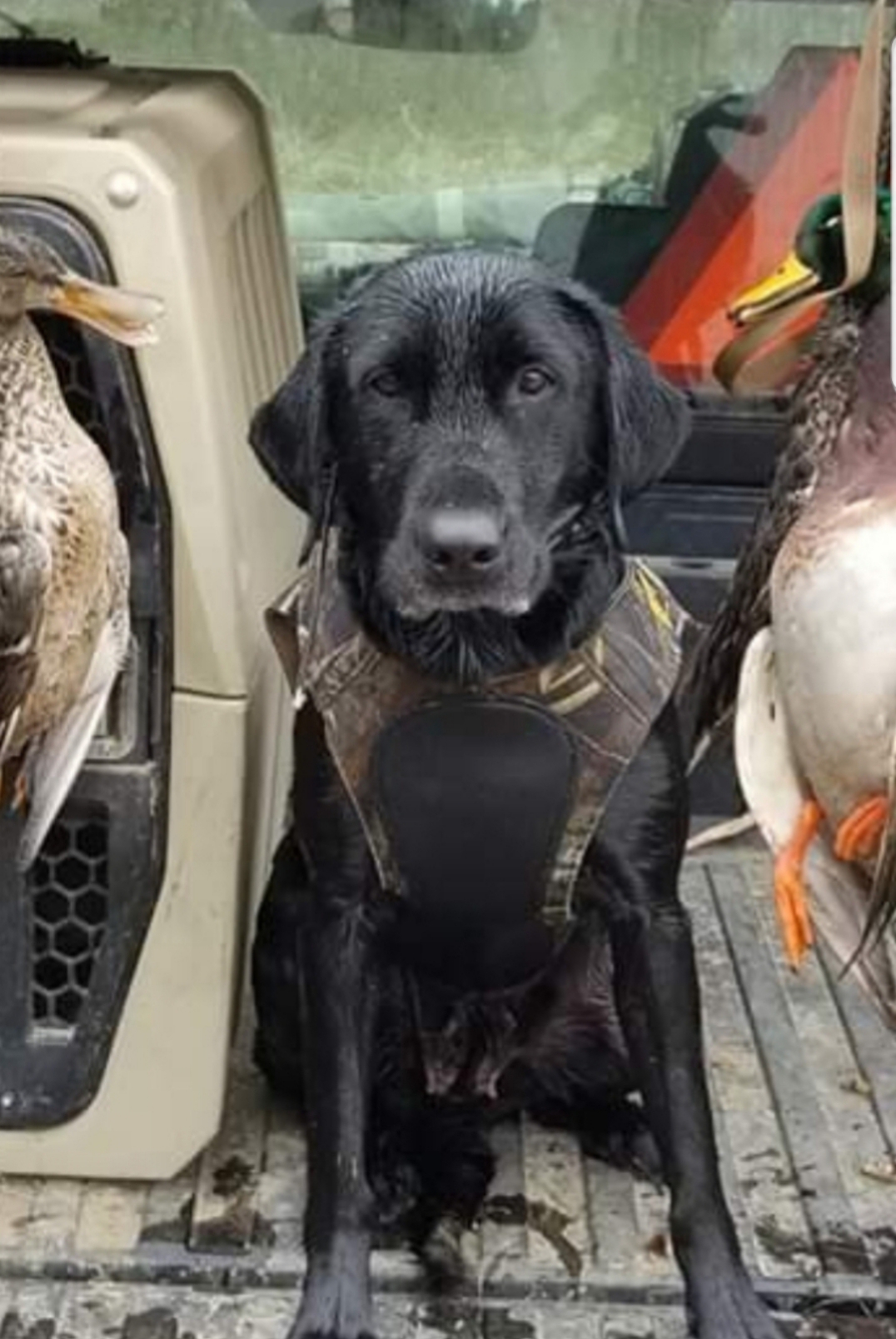 HRCH UH Cahokia Creeks Muddy Brook | Black Labrador Retriver