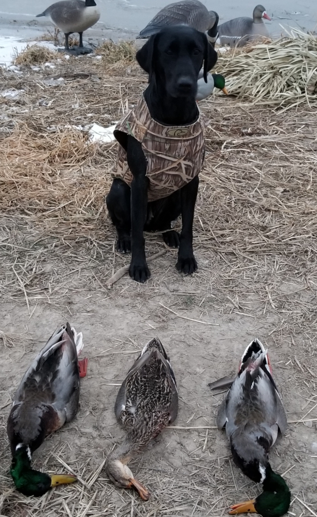 HRCH Cahokia Creeks Flyway | Black Labrador Retriver