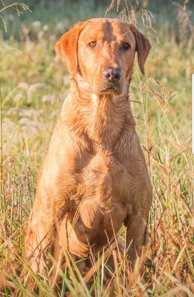 HRCH Gateway's Take Me On Vacation MH | Yellow Labrador Retriver