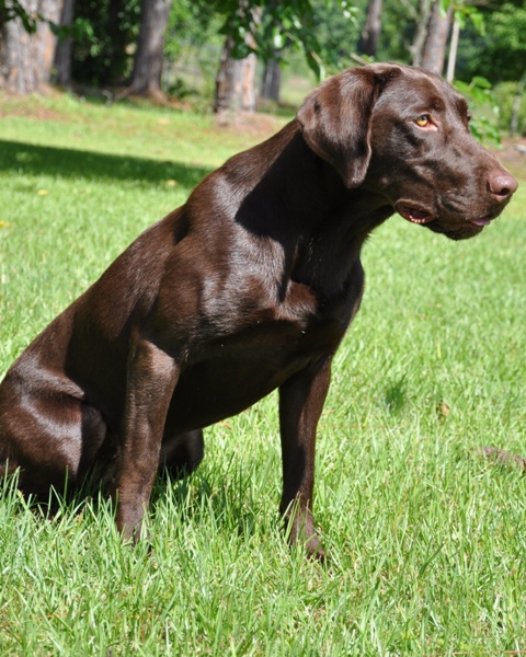 HRCH Big Creek's Yeager Meister | Chocolate Labrador Retriver