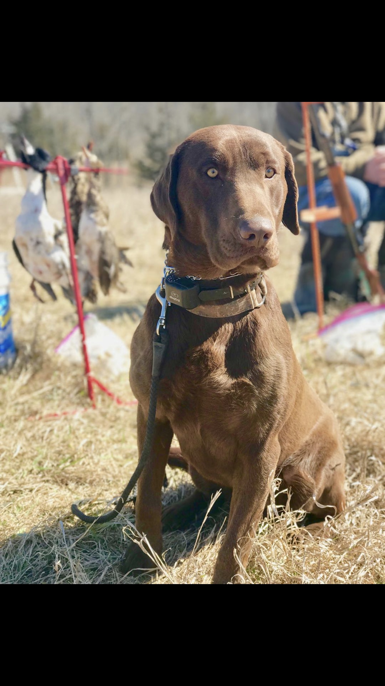 HRCH Boots “Just Grab ‘Em” | Chocolate Labrador Retriver