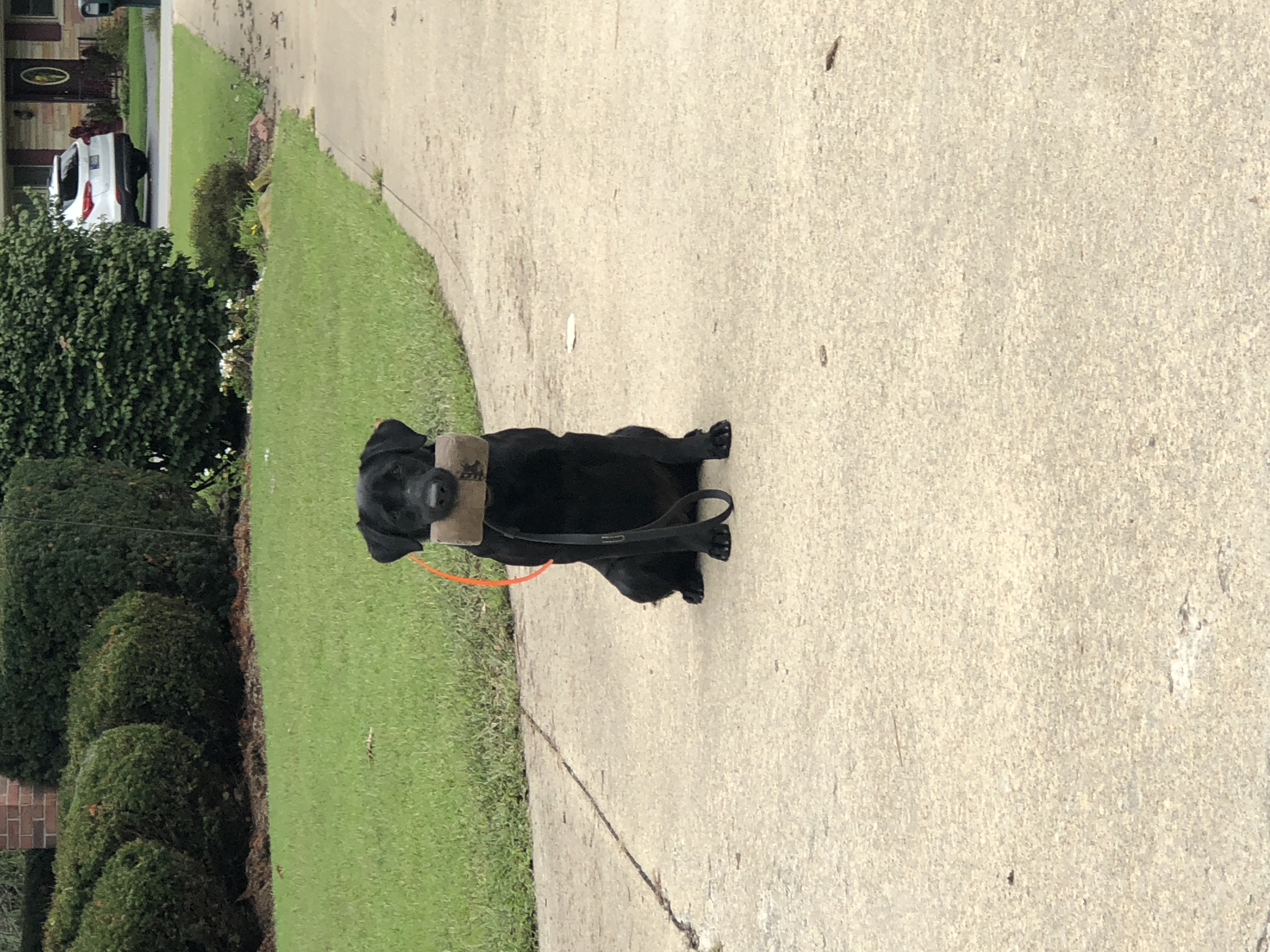 HR Southern Belle’s Tap Rack Bang | Black Labrador Retriver