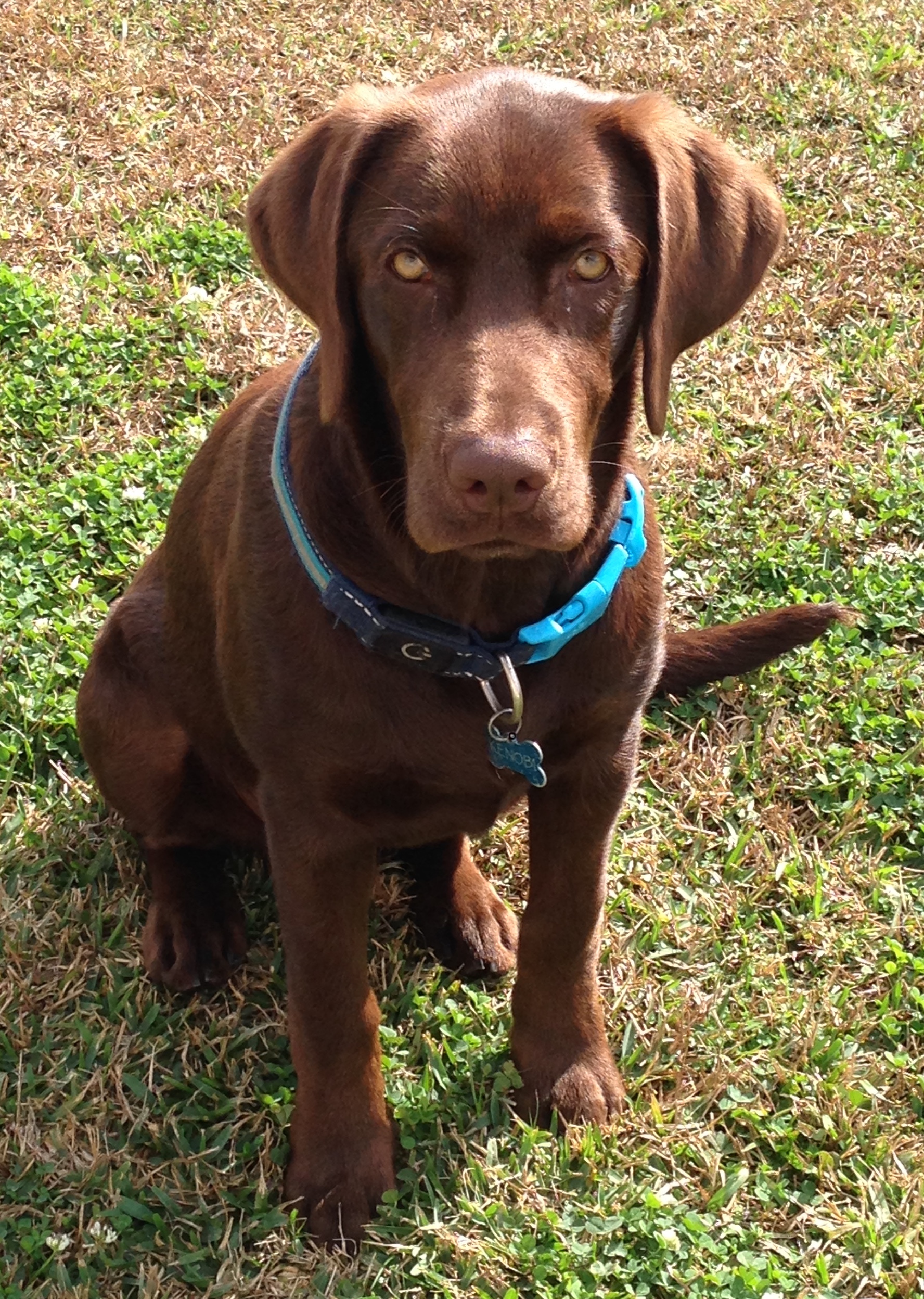 Cajun Roux's Kenobi | Chocolate Labrador Retriver