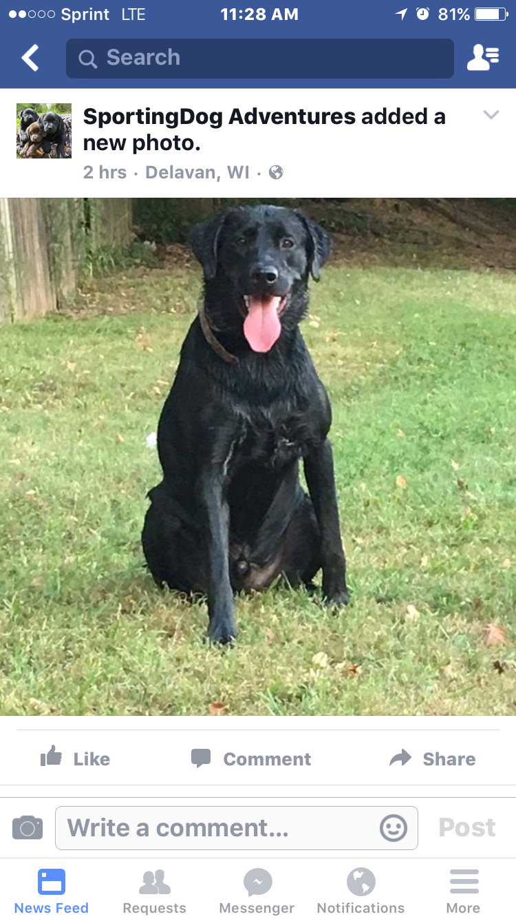 HR Captain Black Jax | Black Labrador Retriver