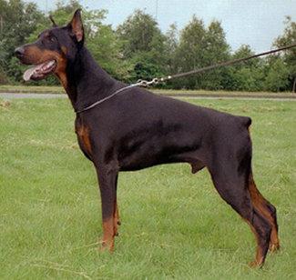 Ramonburg's Valdo | Black Doberman Pinscher