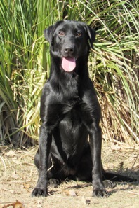 Moccasin Creek's Texas Remi | Black Labrador Retriver