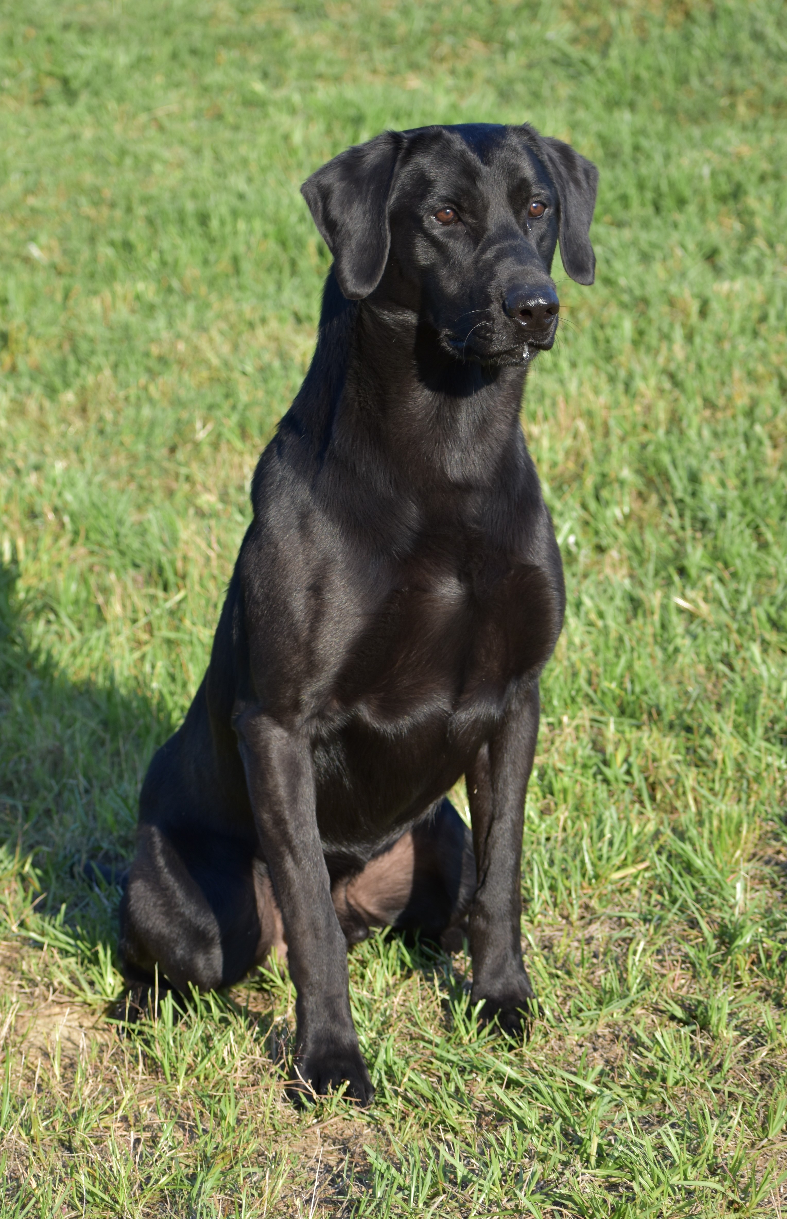 Moccasin Creek's Lean Willie | Black Labrador Retriver