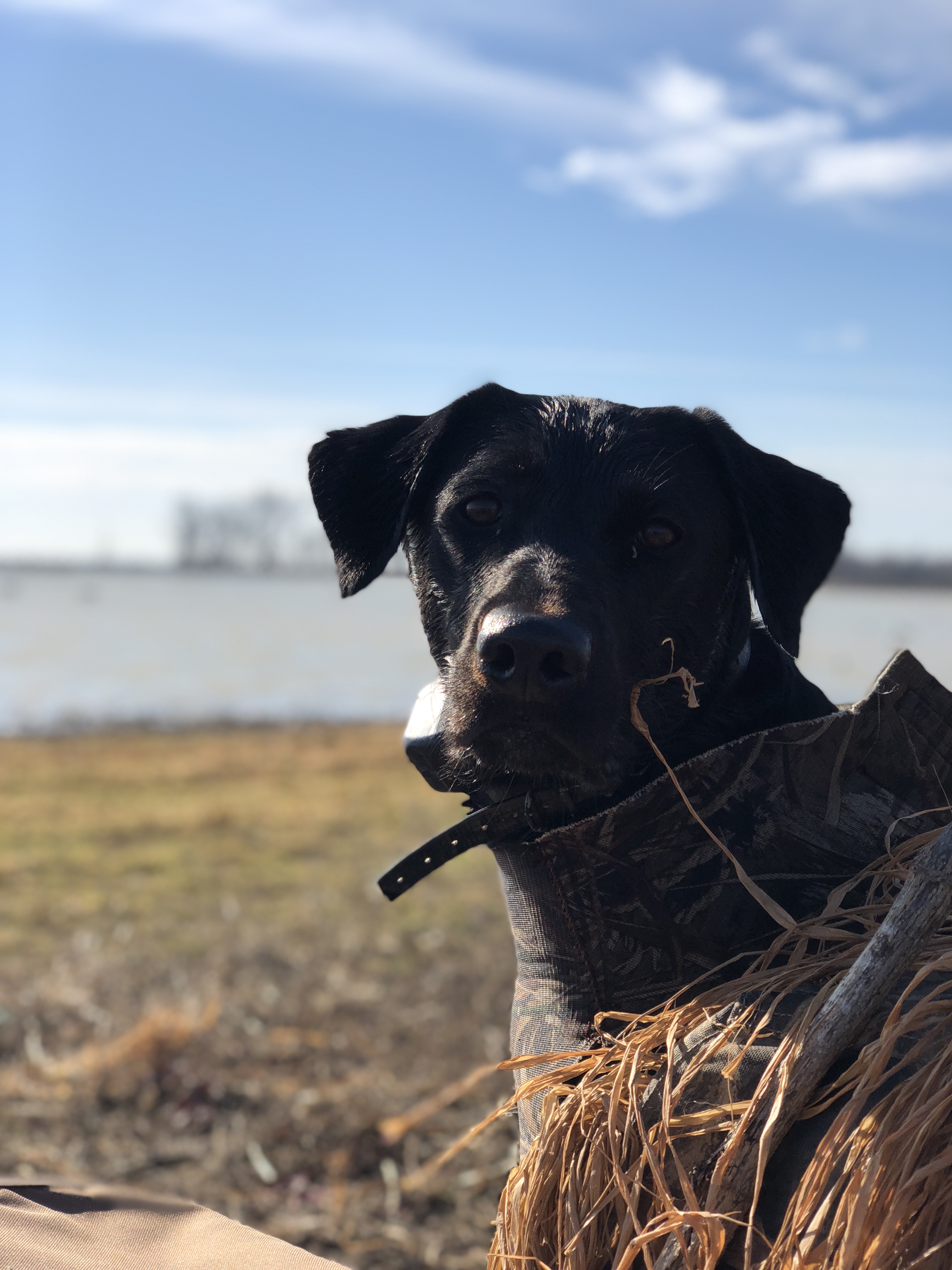 Josephine Fields Benton | Black Labrador Retriver