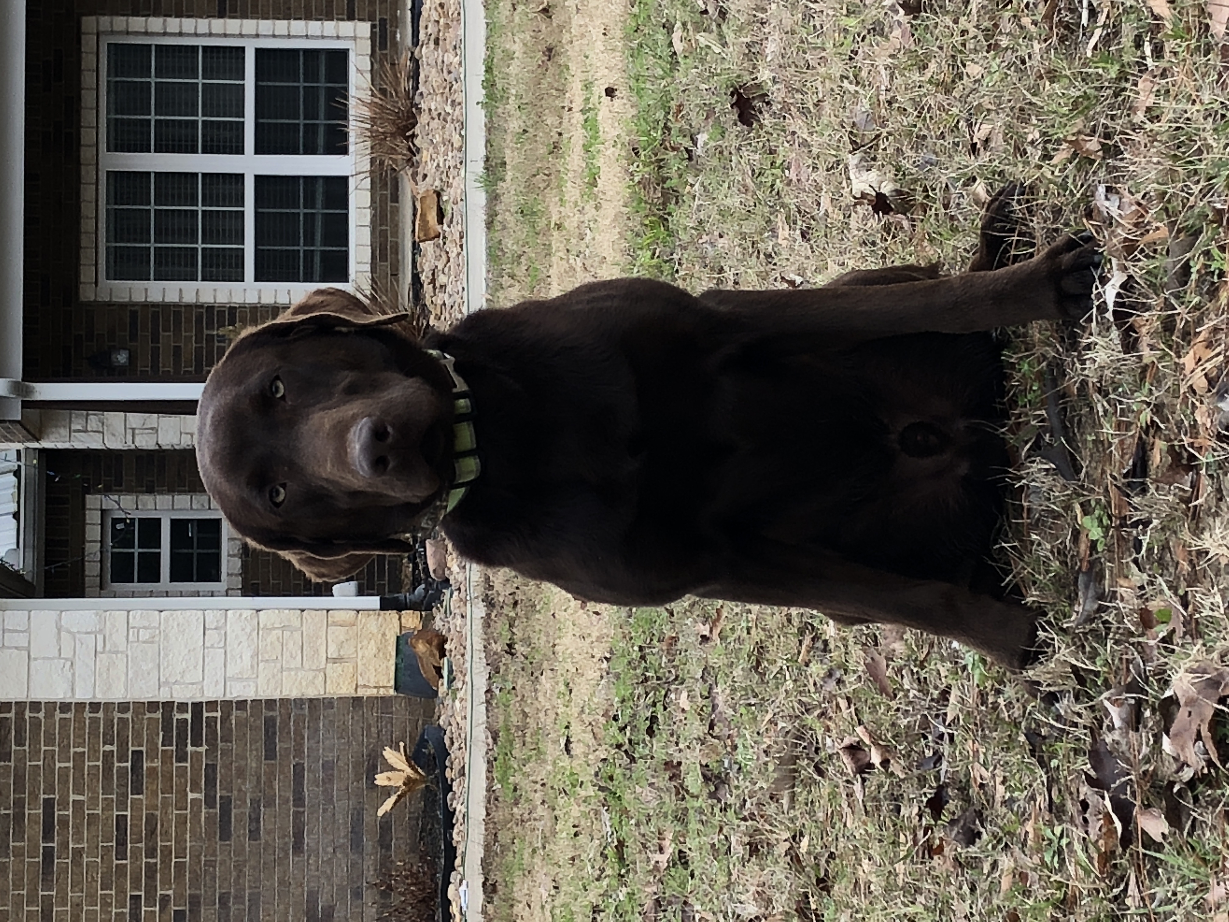 Double Shot Of Doc | Chocolate Labrador Retriver