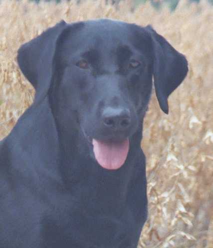 Black Hills Lotsa Ruckus QAA | Black Labrador Retriver