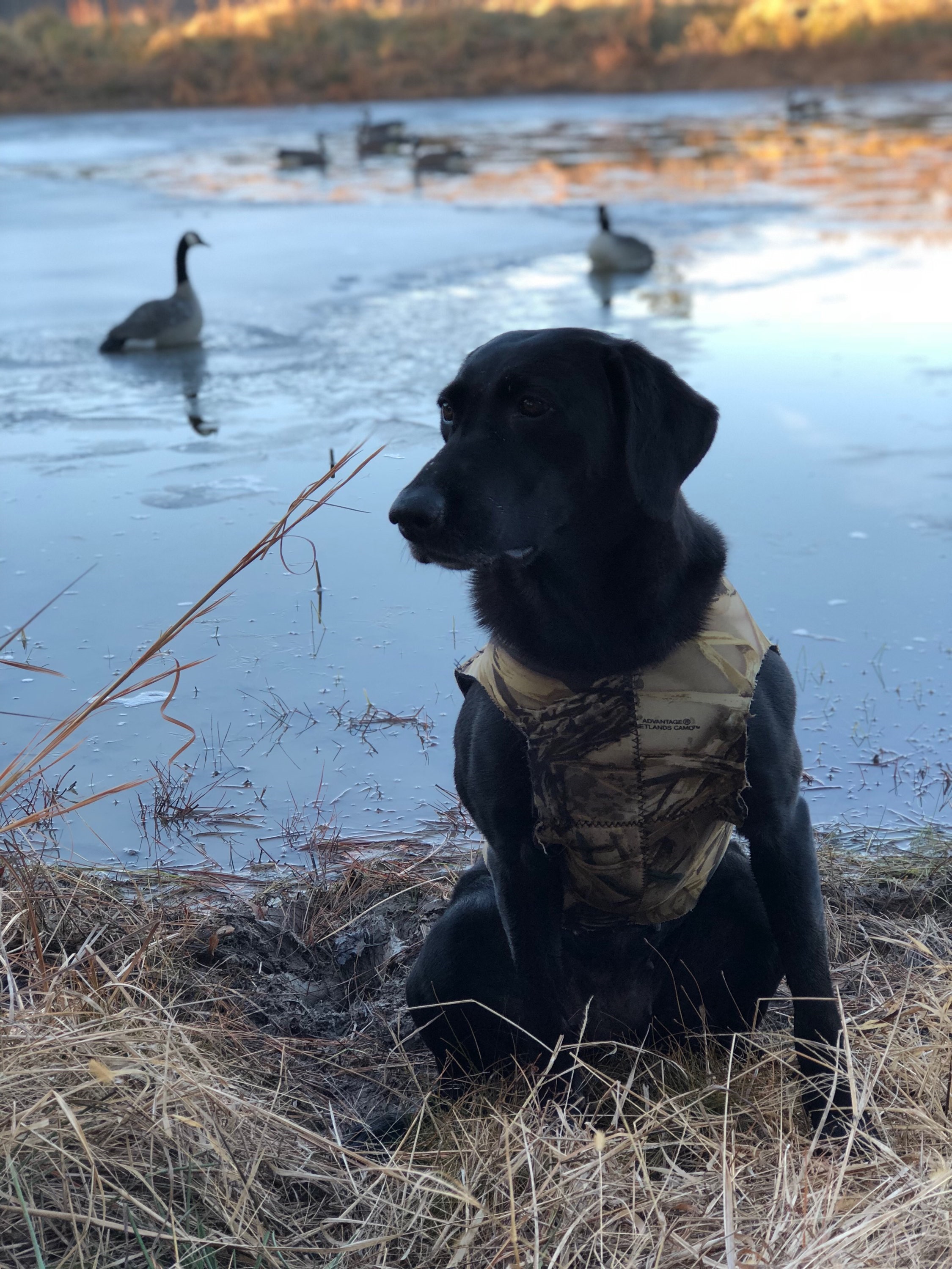 Bella Of Fireplace | Black Labrador Retriver