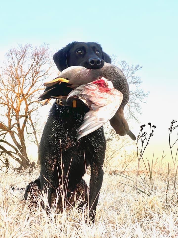 Darktimber Zara of Blackwater SHU,MHU | Black Labrador Retriver