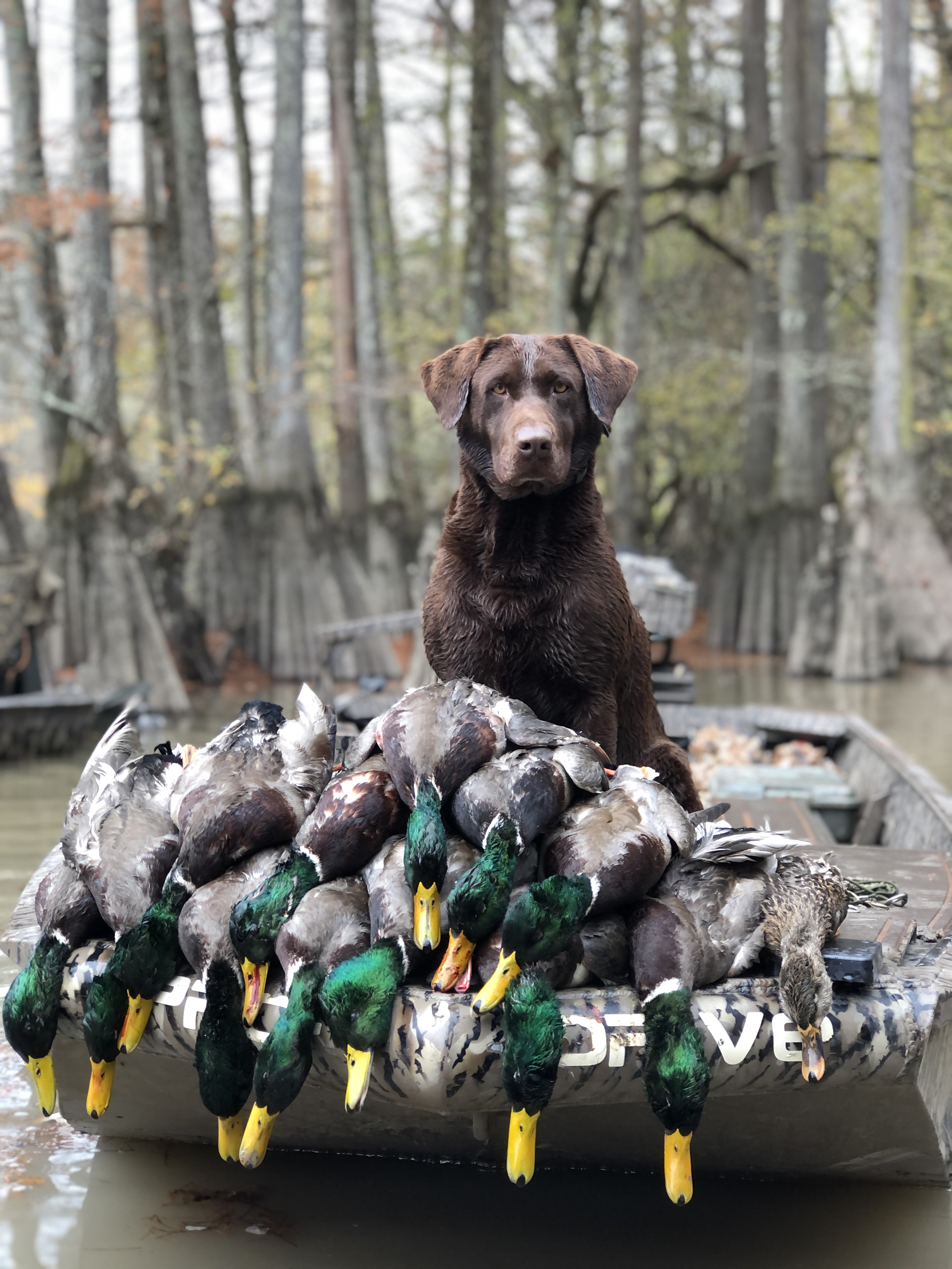 HRCH  Tinkers Bella The Ball “Tink” MH | Chocolate Labrador Retriver