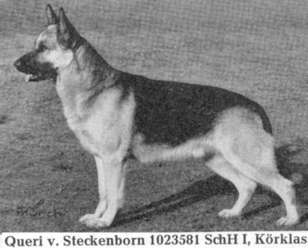 Queri vom Steckenborn | German Shepherd Dog 