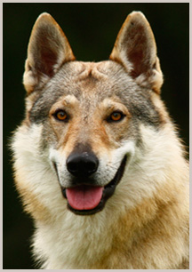 Tristan Arimminum | Czechoslovakian Wolfdog 