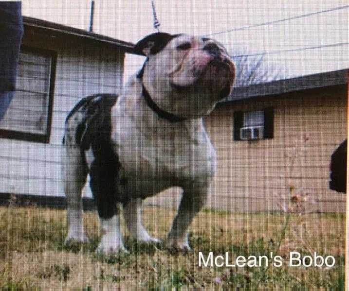 FMR/McLean's Bobo | Olde English Bulldogge 