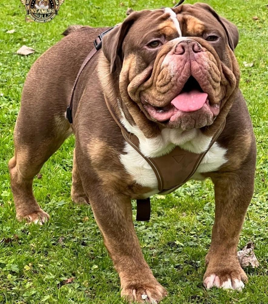 Bullforce The Boss @ Dreamline Bullyz | Olde English Bulldogge 