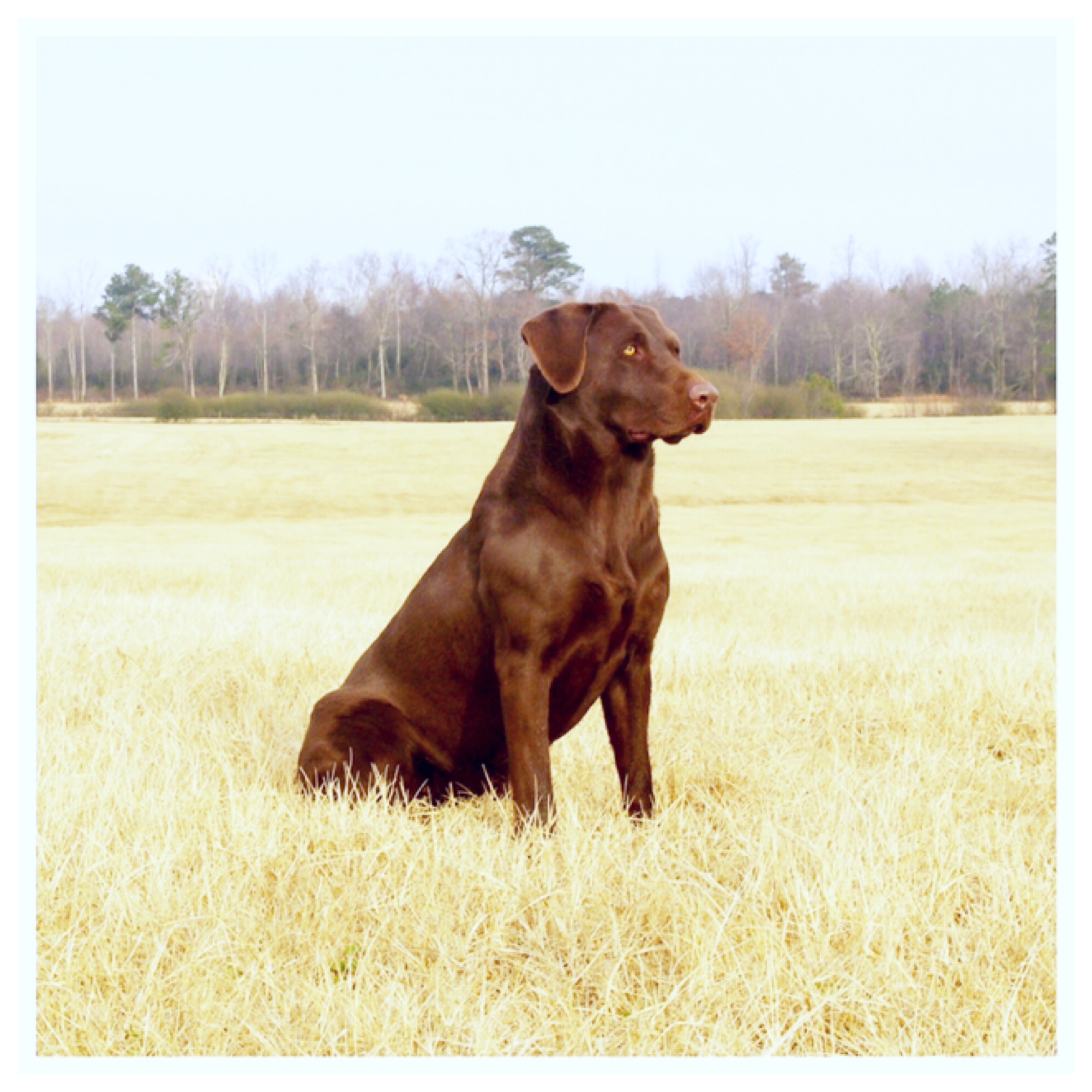 HRCH  Tinkers Bella The Ball “Tink” MH | Chocolate Labrador Retriver