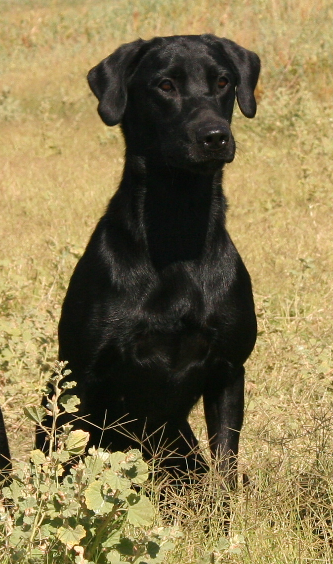 Rattlinridge Awesome Sauce MH | Black Labrador Retriver