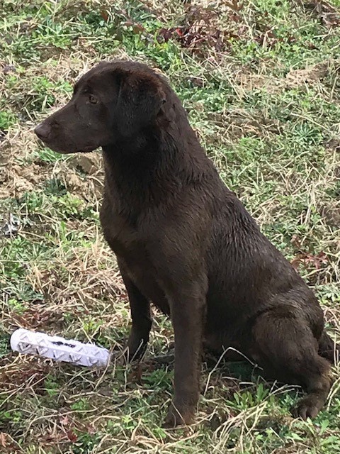 HRCH UH Hardy Lake Diamond In The Ruff MH12 | Chocolate Labrador Retriver