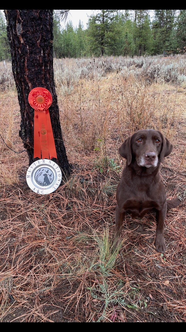 HRCH UH Hardy Lake Diamond In The Ruff MH12 | Chocolate Labrador Retriver