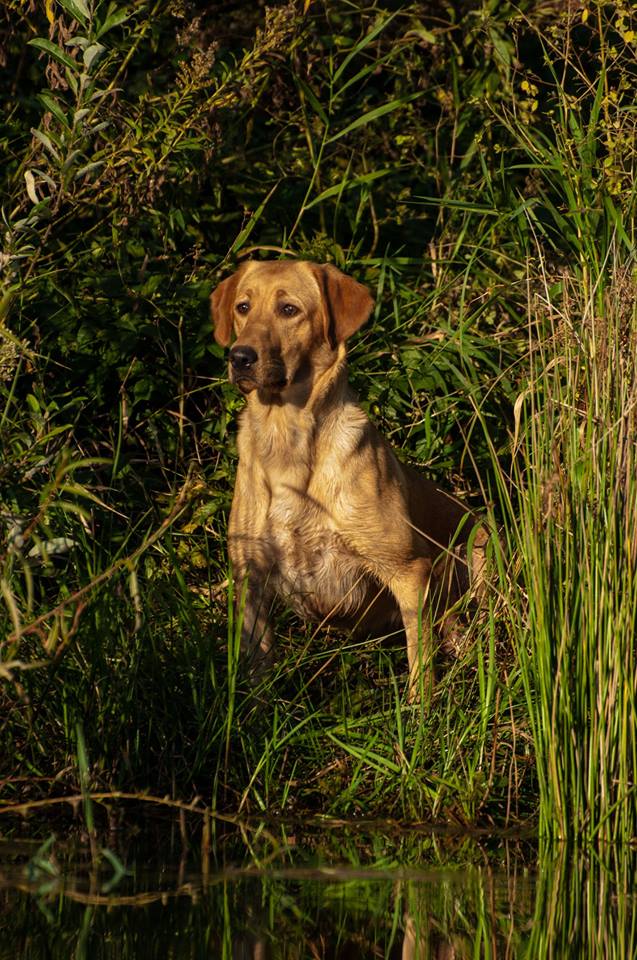 GMPR HR Cooperstown's Eagle Eye | Yellow Labrador Retriver