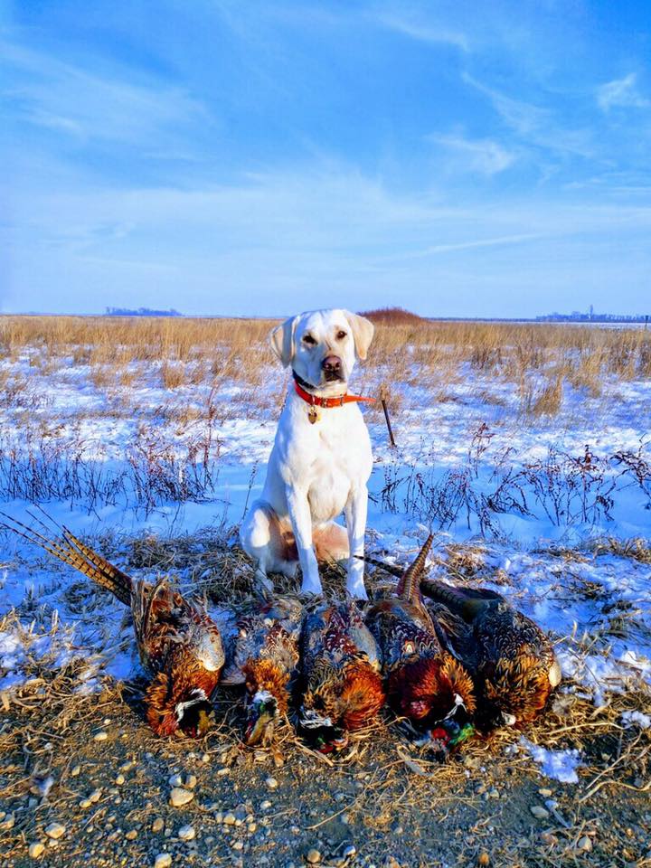 4xGMPR HRCH Cooperstown's Iron Horse | Yellow Labrador Retriver