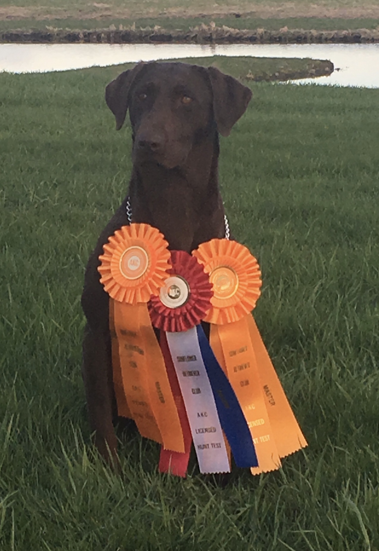 Leitner Farms Watcher Of The Sky SH | Chocolate Labrador Retriver