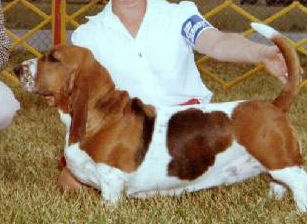 Bowler's Old Fashioned | Basset Hound 