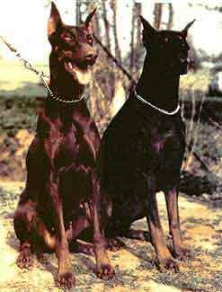 Chiela v. Odenwald | Brown Doberman Pinscher