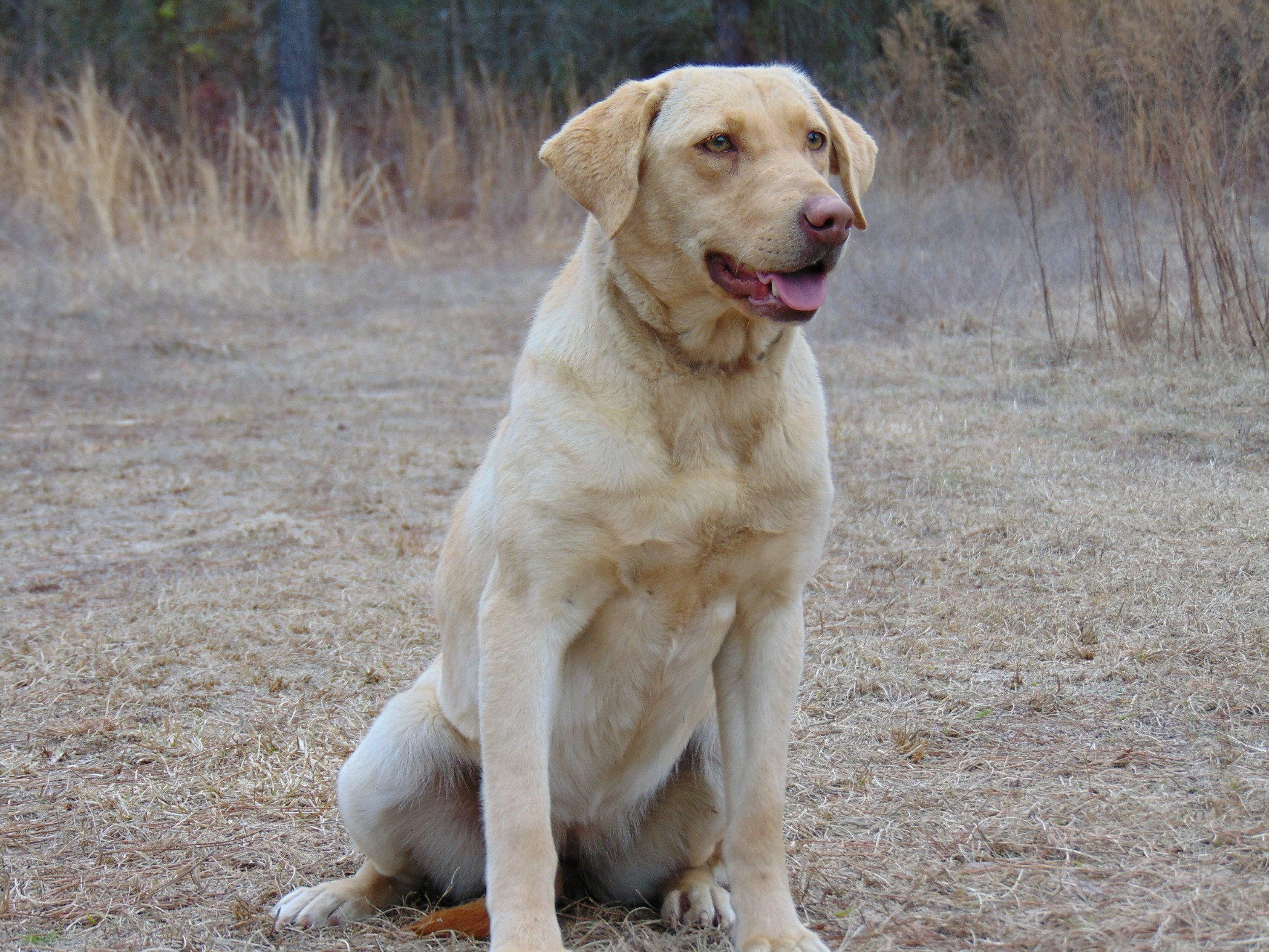 Riptide's Frozen In Time | Yellow Labrador Retriver