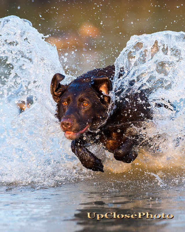 HRCH UH Trinity's Riptide River Rush MH98 MNH6 | Chocolate Labrador Retriver