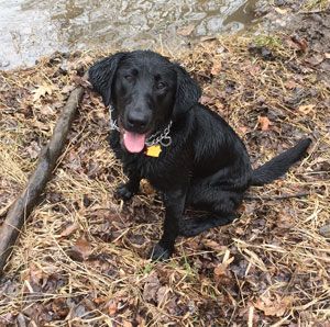 Lainee Lu Summer | Black Labrador Retriver