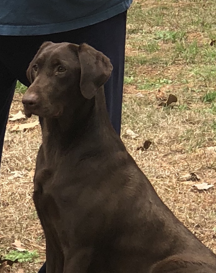 Swamp Water Hattie III | Chocolate Labrador Retriver