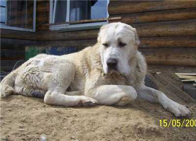 LUNTUN-HAZAR | Central Asian Shepherd Dog 