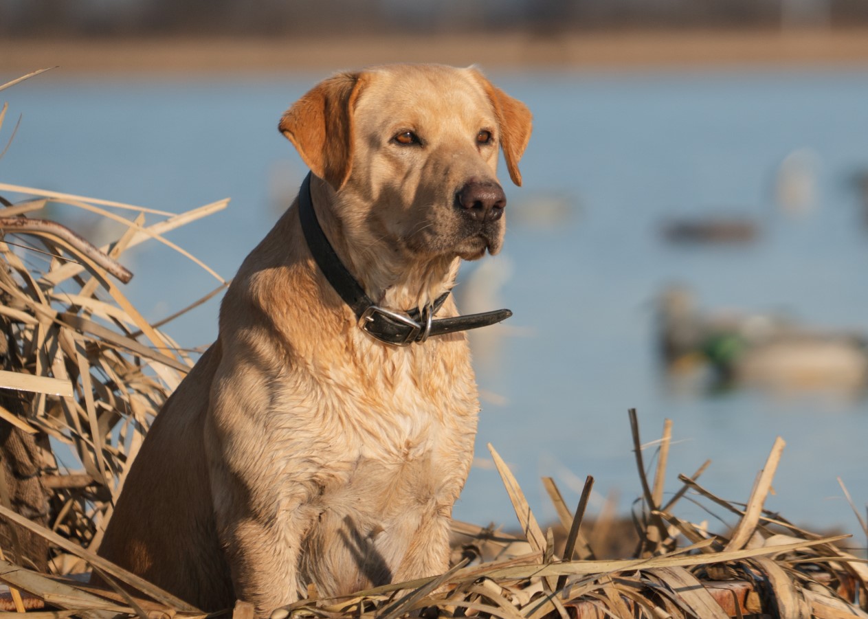 Southern Tails Second In Command JH | Yellow Labrador Retriver