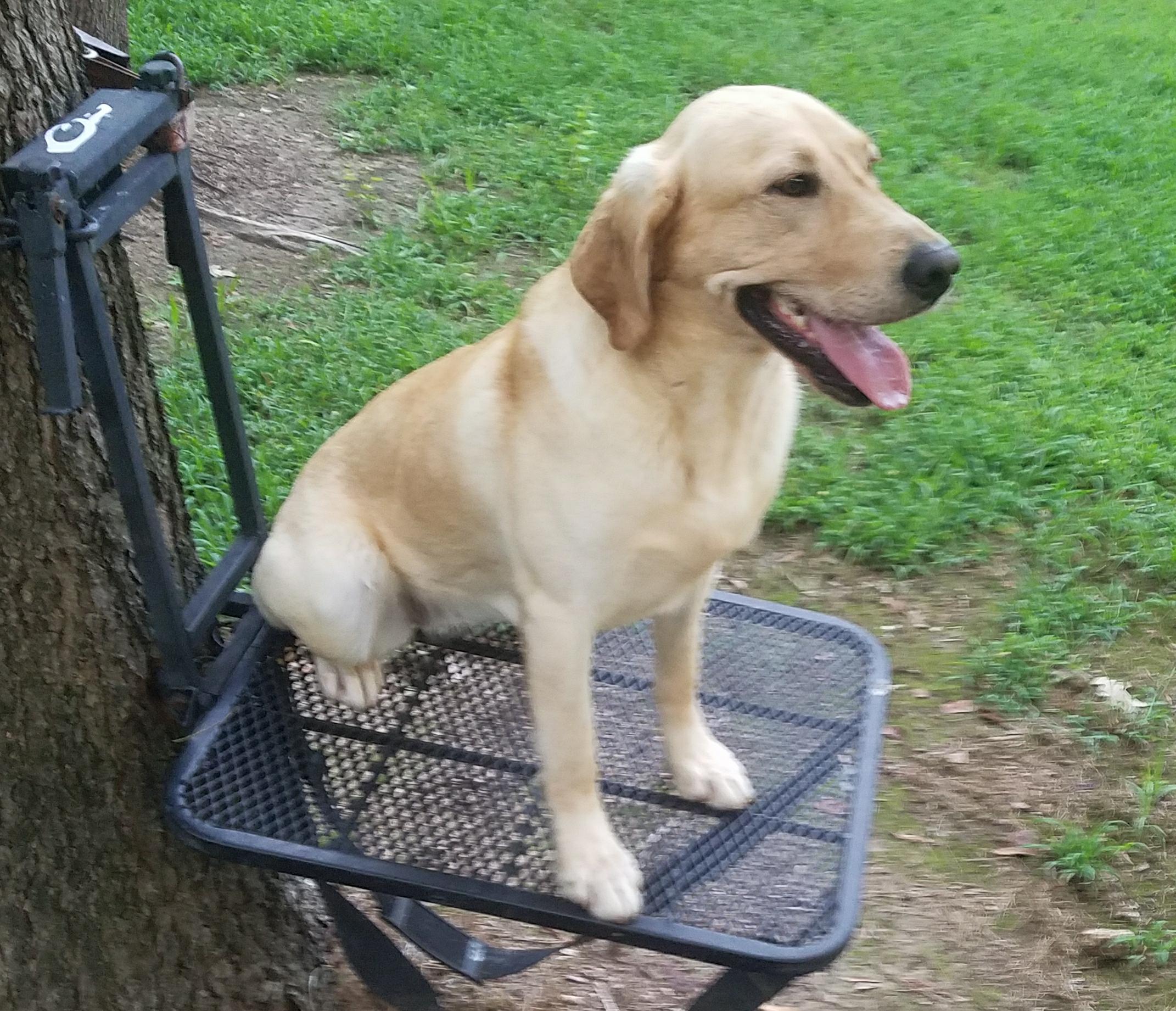 Timber Hole Avery | Yellow Labrador Retriver