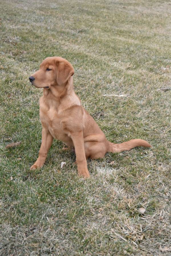 Almighty Red Brute | Yellow Labrador Retriver