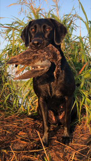 HR Cedar Swamp's Shot O The Good Stuff | Black Labrador Retriver