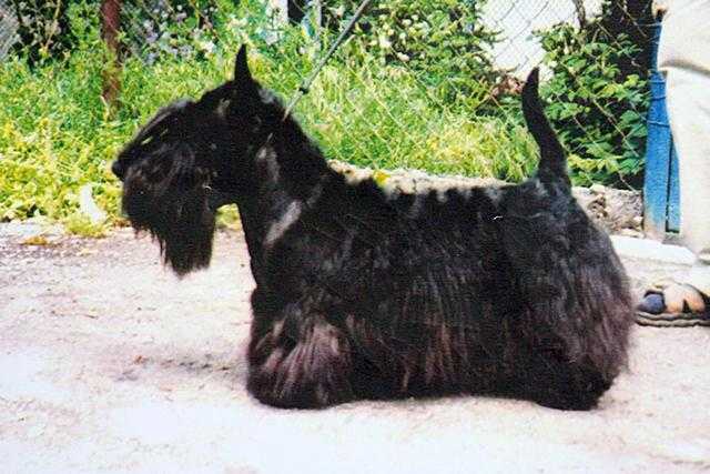 Scottish Tauer Yakubovich | Scottish Terrier 