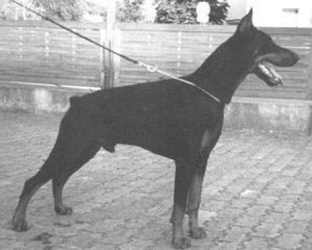 Arthos v. Deister | Black Doberman Pinscher