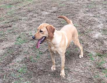 Pride Of Dixie Foxie Cleopatra | Yellow Labrador Retriver