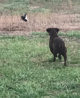 Pride Of Dixie Southern Belle JH | Chocolate Labrador Retriver